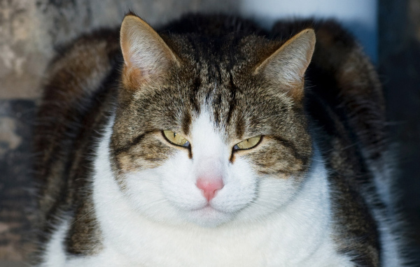 Кошачий гипноз