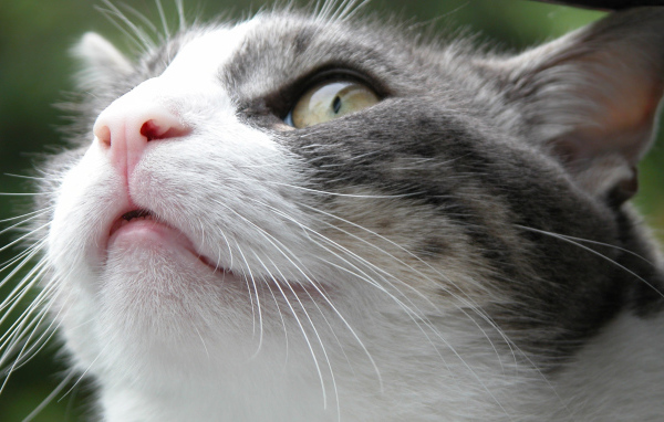 Злой Борис кот