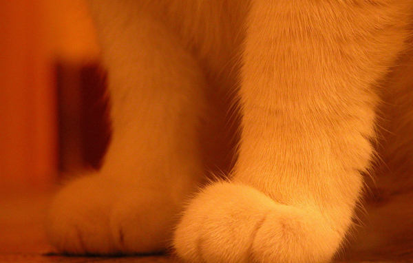 Пушистые лапки