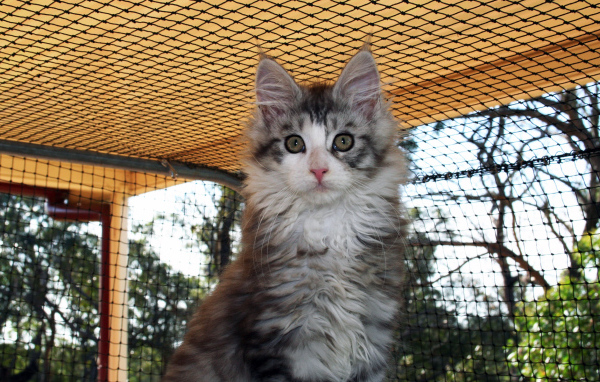 Удивленная морда