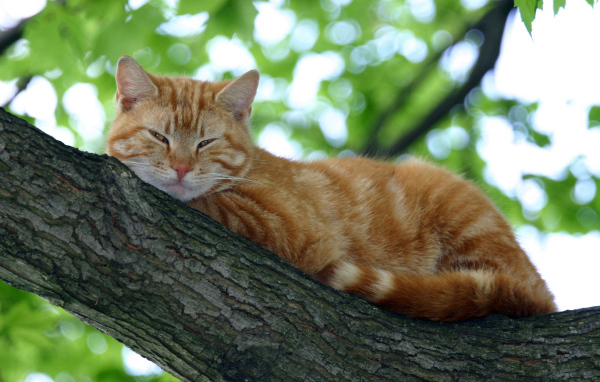 Мурка на дереве