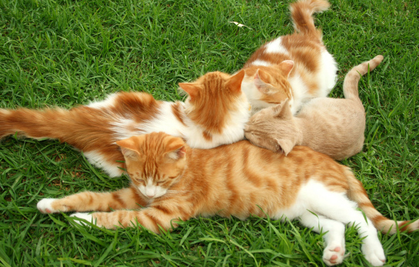 Полосатые коты на траве