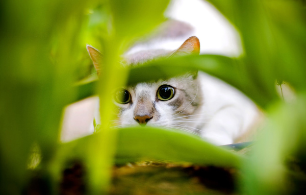 Нападение кота