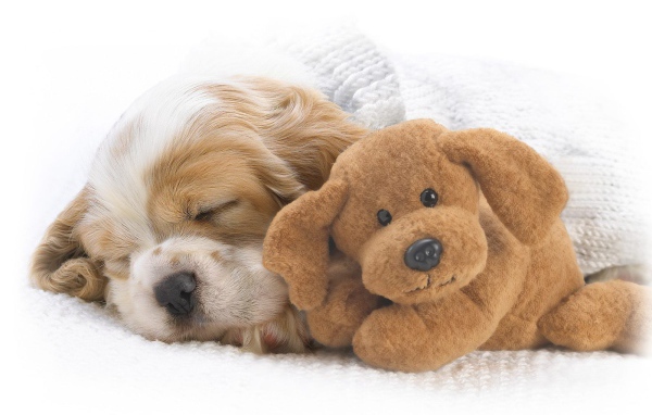 Красивый пес