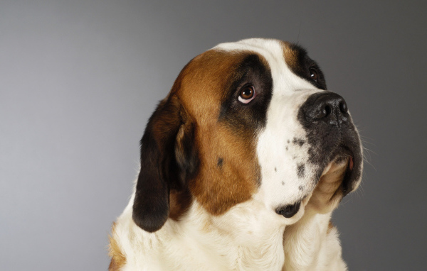 Красивая собака