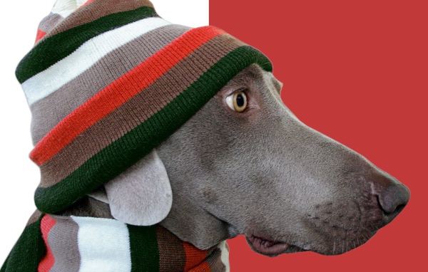 Пес стиляга