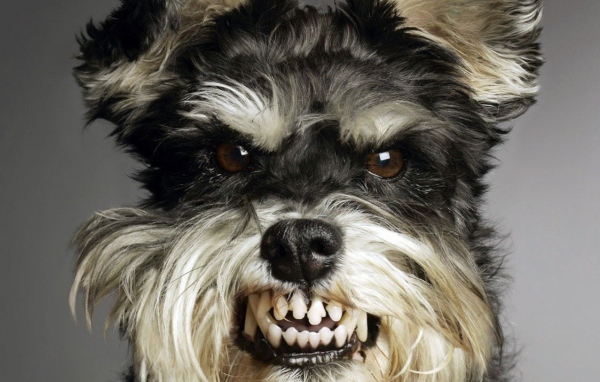 Прикольный пес