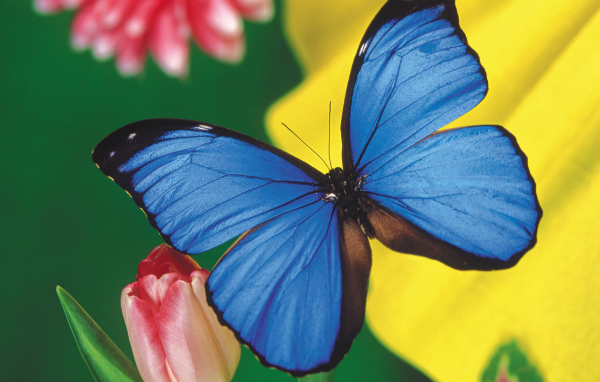 Красивая голубая бабочка