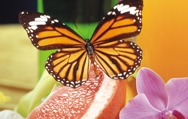 Маленькая бабочка на сладком фрукте