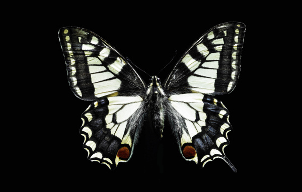 Черно-белая бабочка