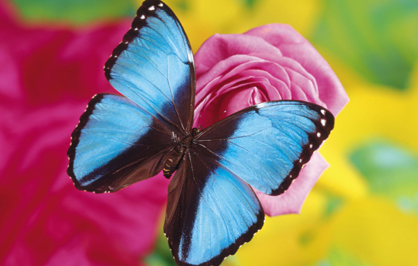 Синяя бабочка