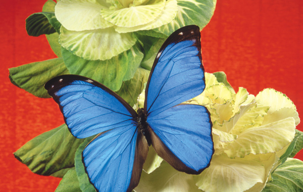 Бабочка на капусте