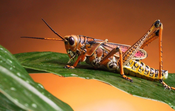 Красивый кузнечик