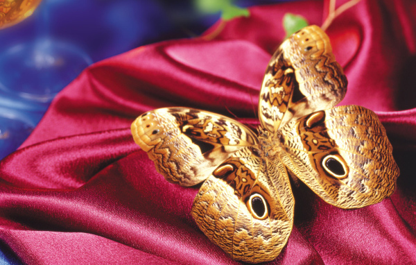 Леопардовая бабочка