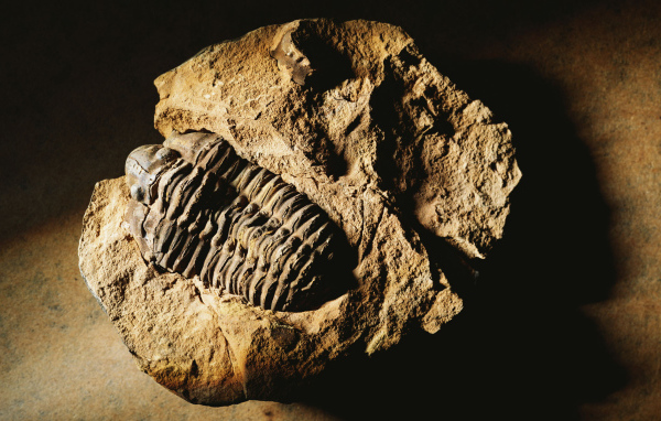 Окаменелость