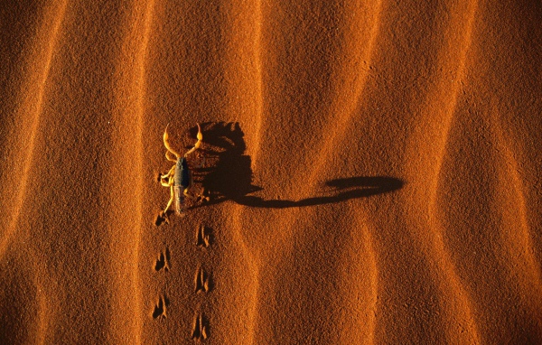 Скорпион на песке