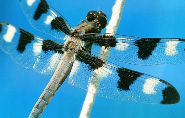 Пятнистая стрекоза