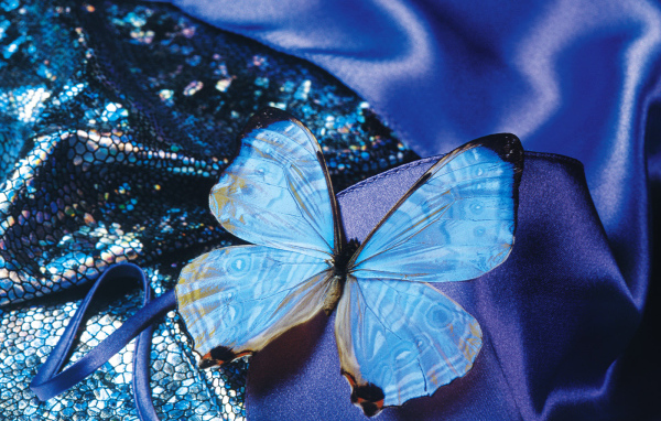 Бархатная бабочка