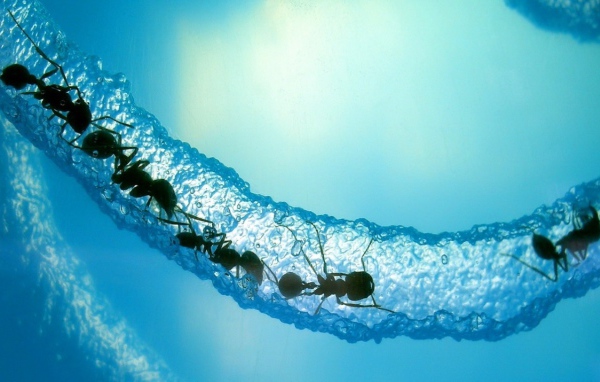 Ледяной муравейник