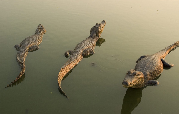 Аллигаторы