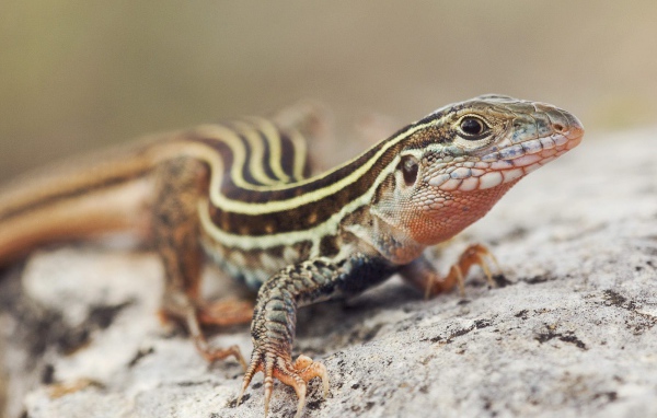 Красивый ящер