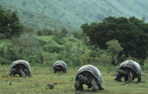 Большие черепахи