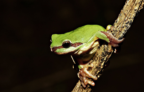 Зеленая лягушка