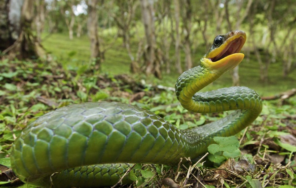 Ядовитая змея