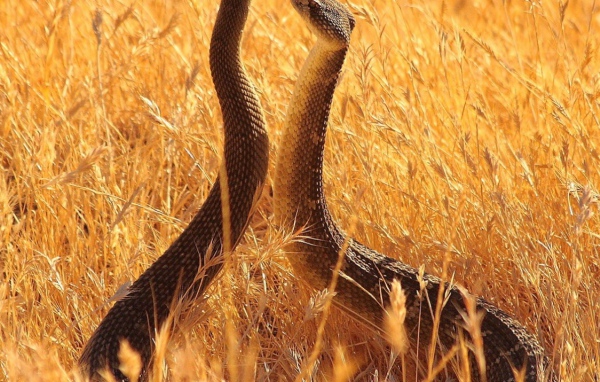 Змеи в поле