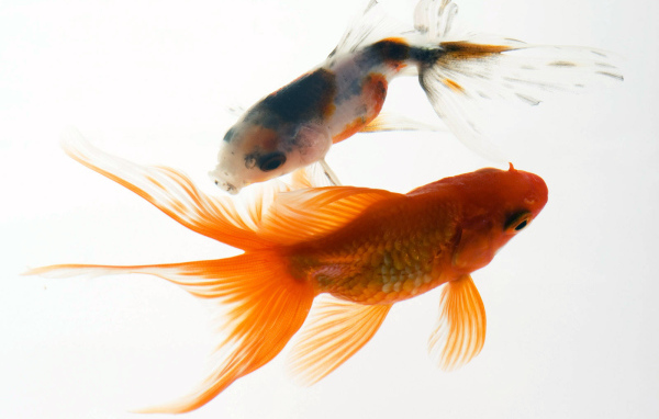 Аквариумные рыбки