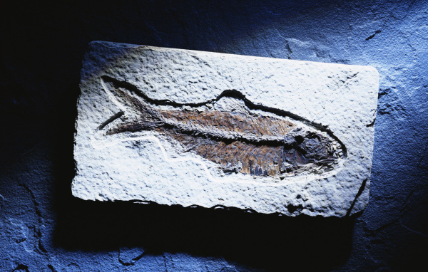 Синяя рыбка