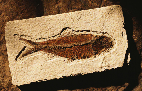 Коричневая рыбка