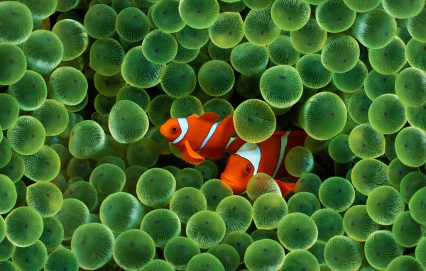 Рыба Клоун Заставка с iPhone