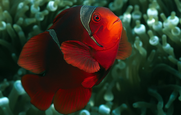 коралловый житель