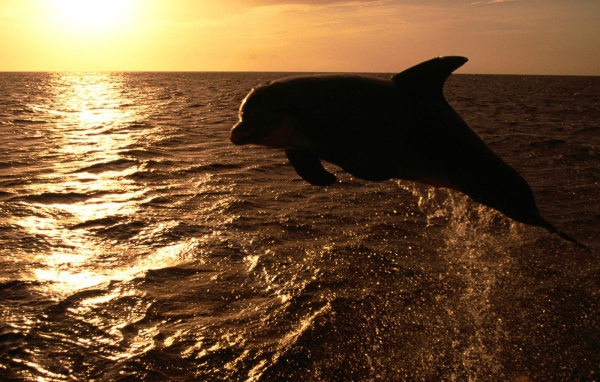 Dolphin in the sunset