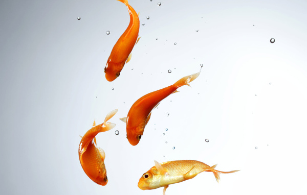 Золотые рыбки