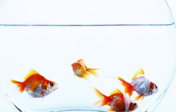 Золотые рыбки в аквариуме