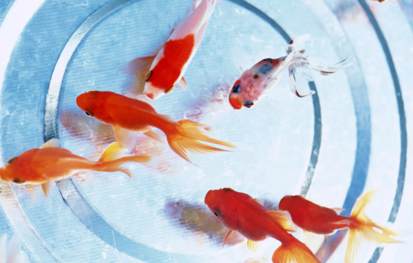 Золотые рыбки на дне аквариума