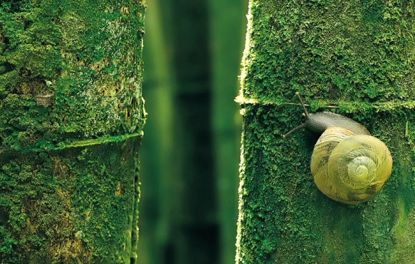 Природный камуфляж