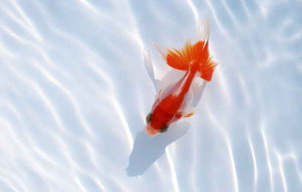 Красная рыбка