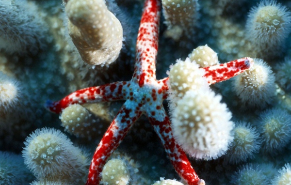 Морская звездочка
