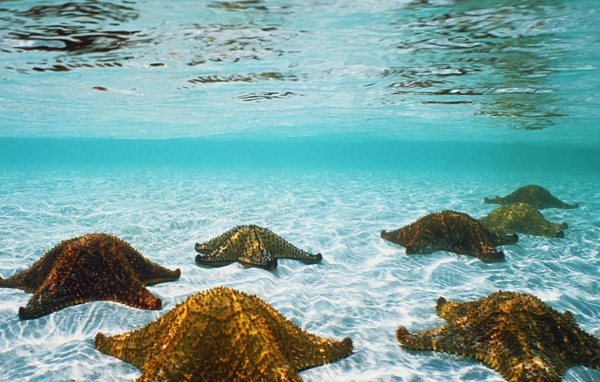 Морские звезды