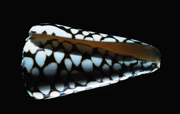 Морская ракушка