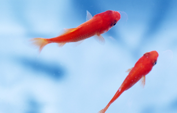 Маленькие рыбки