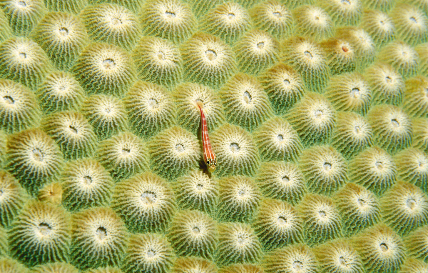 Маленький морской житель