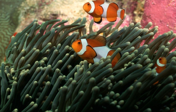 Полосатые рыбки