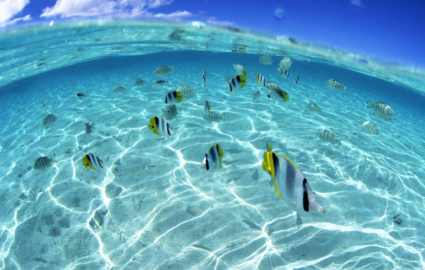 Морские обитатели