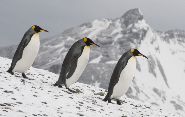 Семейка пингвинов