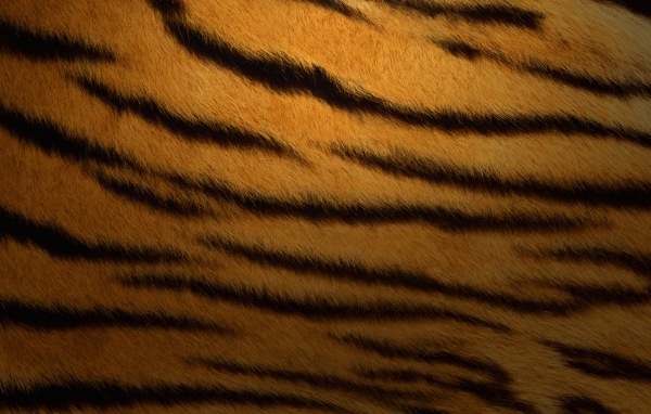 2010 год тигра