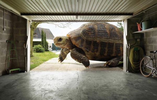 Огромная черепаха